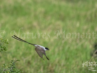 Fork-tailed Flycatcher, In Flight