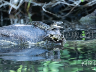 Crocodile, Laguna del Tigre National Park
