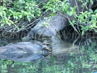 Crocodile, Basking in the Sun