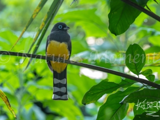 Black-headed Trogon, Laguna del Tigre National Park