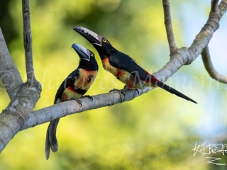 Collared Aracari - Twos Company