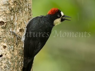 Acorn Woodpecker
