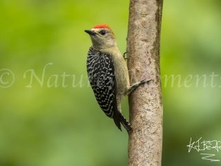 Red-crowned Woodpecker, Tamandua Gardens
