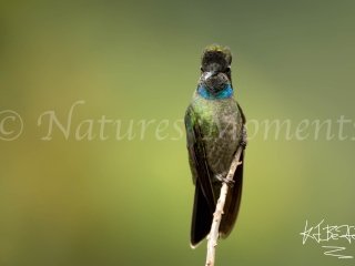 Talamanca Hummingbird - Looking at You