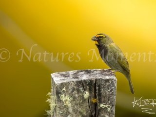 Yellow-faced Grassquit, Mount Totumas - On Post