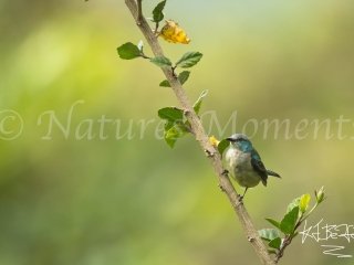 Scarlet-thighed Dacnis, Mount Totumas