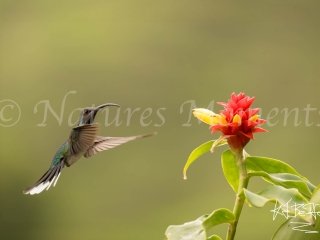 Violet Sabrewing - In Flight (female)