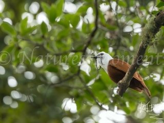 Three-wattled Bellbird - Mount Totumas
