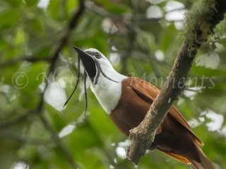 Three-wattled Bellbird - Look at my Wattles