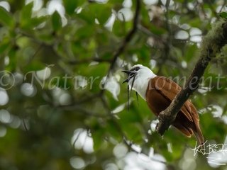 Three-wattled Bellbird - Calling for a Partner