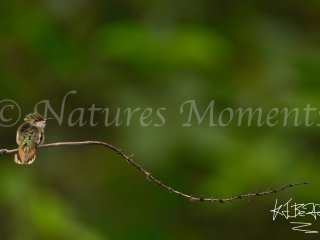 Scintillant Hummingbird, Mount Totumas