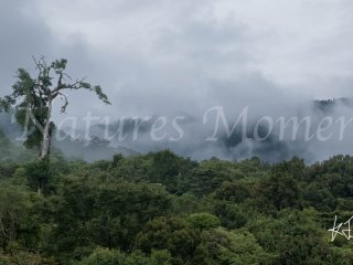 Cloud Forest View from at Mount Totumas