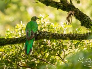 Resplendent Quetzal, Mount Totumas - Female