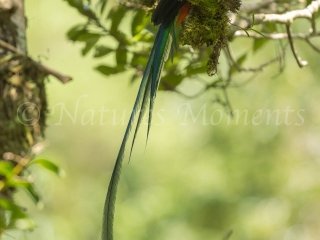 Resplendent Quetzal, Mount Totumas - Male