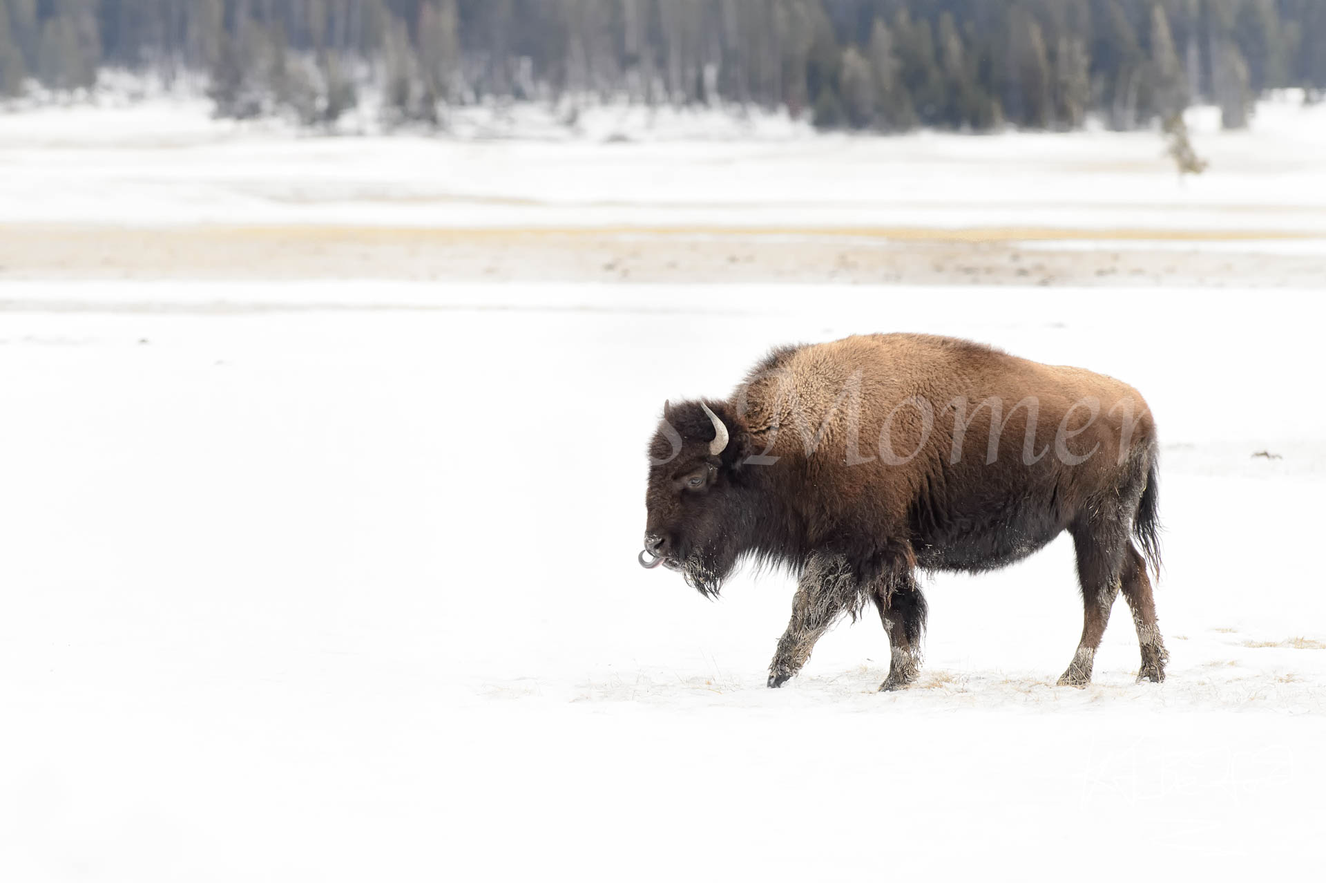 2015-02 Yellowstone