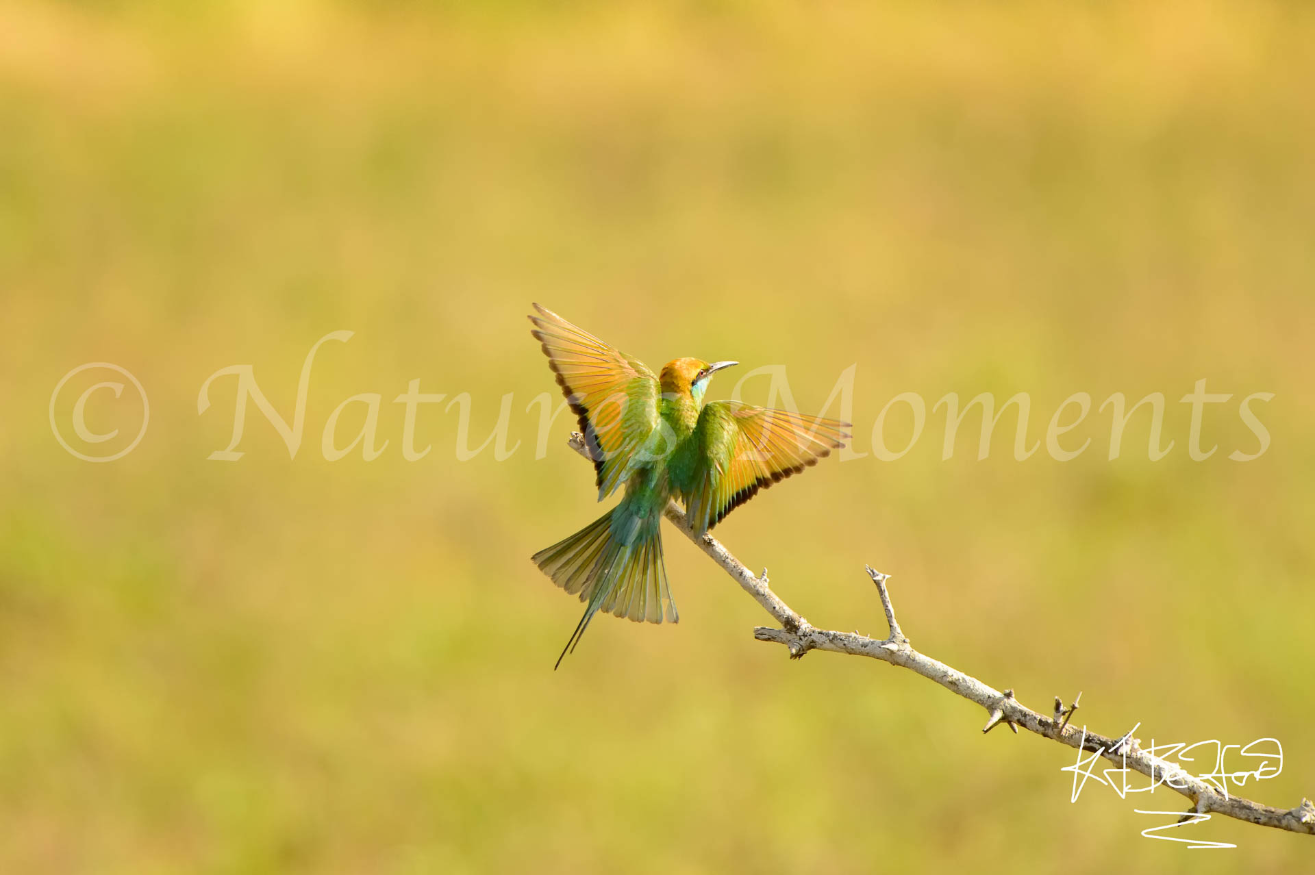 2015-06 Sri Lanka