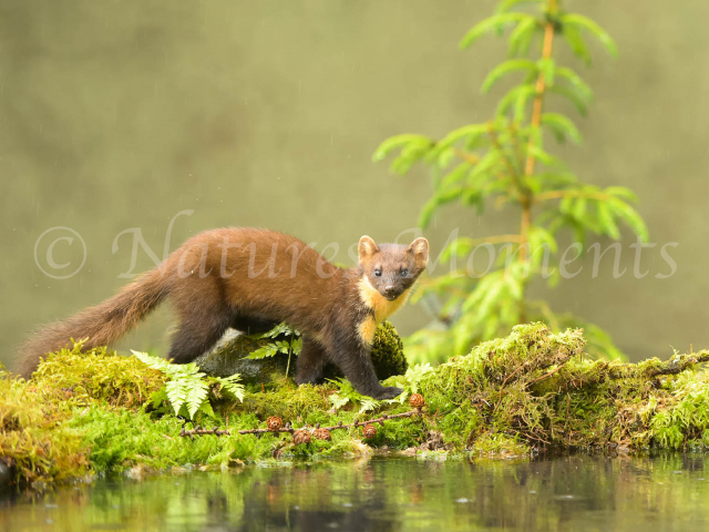 Pine Marten - On River Bank