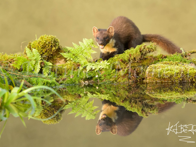 Pine Marten Snarling