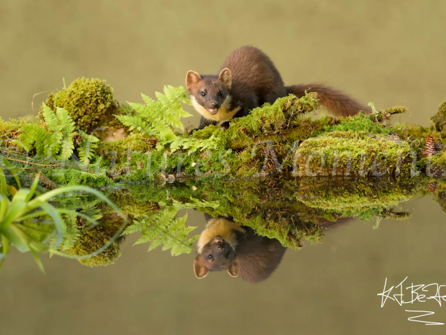 Pine Marten - Reflection II