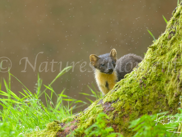 Pine Marten Peering Around Tree