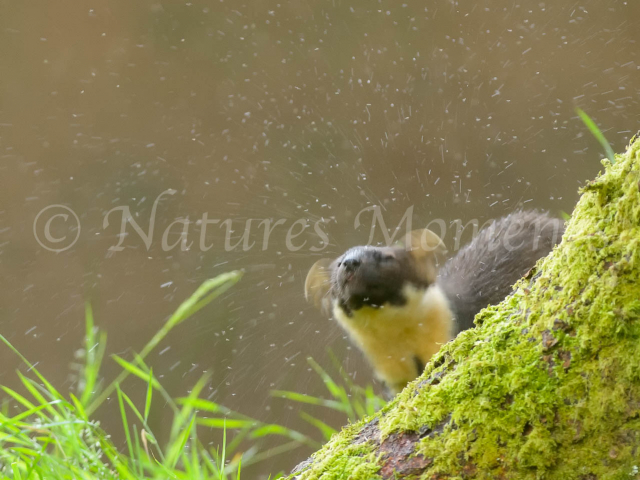 Pine Marten Midge Attack