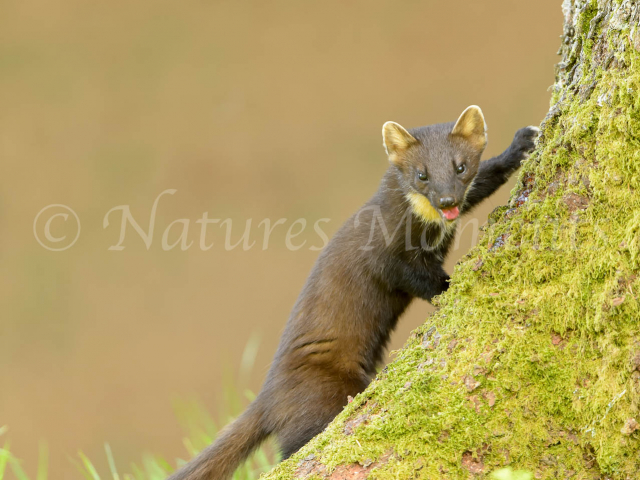 Pine Marten on Tree Stump