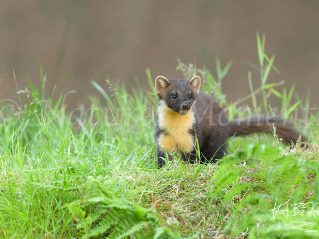 Pine Marten in Long Grass