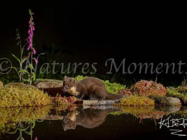 Pine Marten at Night I