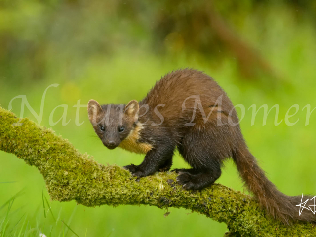 Pine Marten on Mossy Log