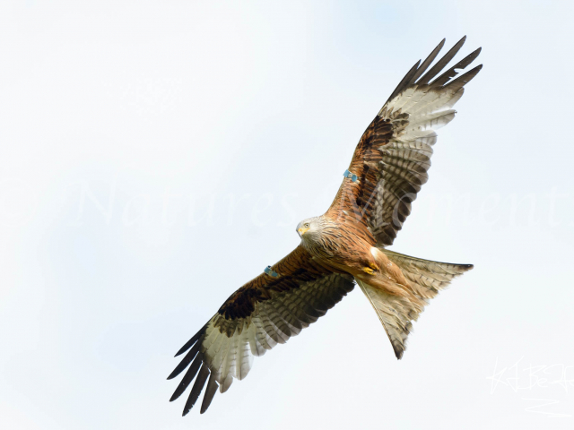 Red Kite Soaring