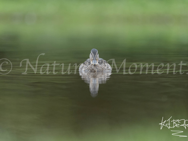 Mallard Symmetry