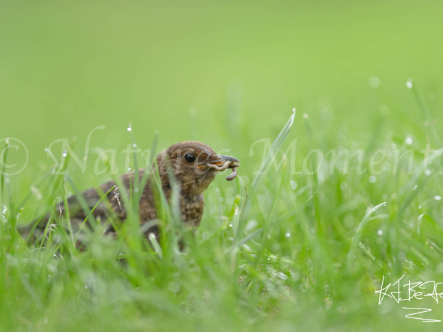 Blackbird Catches the Worm