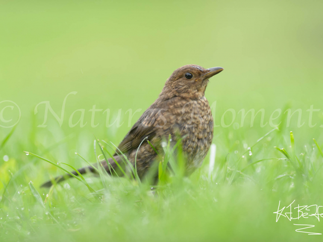 Female Blackbird in Grass