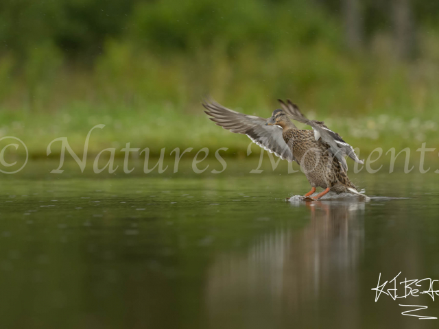 Mallard - Water Landing