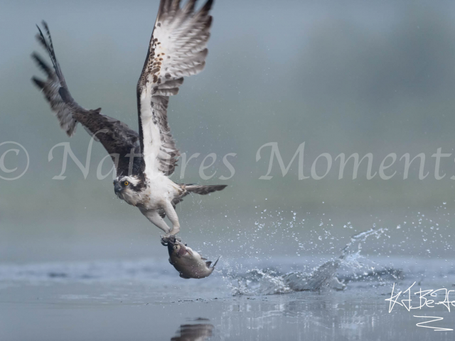 Osprey - Fly By Dinner