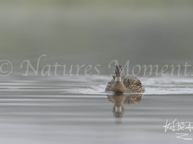 Mallard - In Tranquil Water