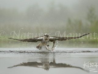 Osprey - Grabs the Catch