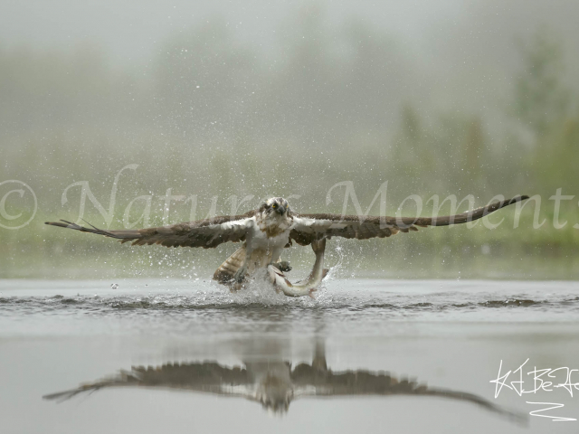 Osprey - Grabs the Catch