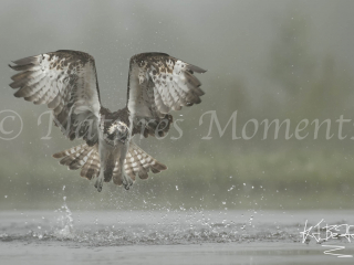 Osprey - Missed the Catch