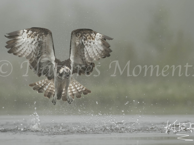 Osprey - Missed the Catch