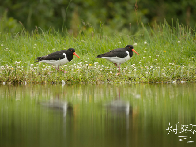 Oyster Catcher Syncronisation