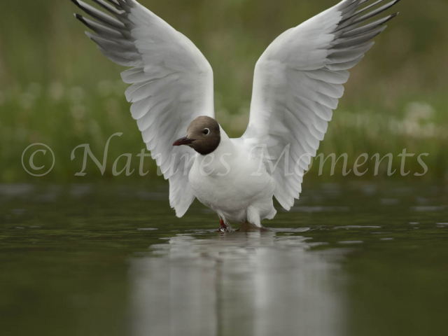 Black Headed Gull - Angel Relection