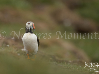 Puffin with Sand-eels
