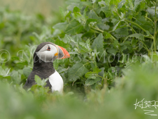 Puffin - Peekaboo