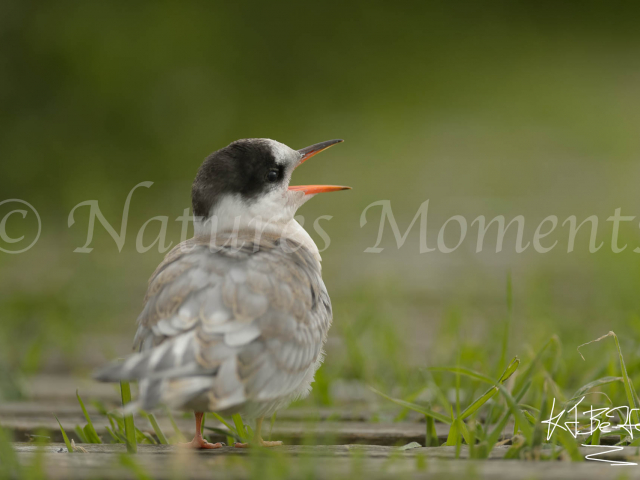 Arctic Tern Fledgling