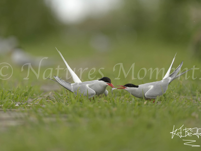 Arctic Tern Bonding