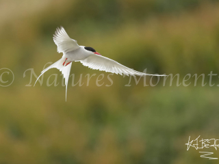 Arctic Tern Hovering