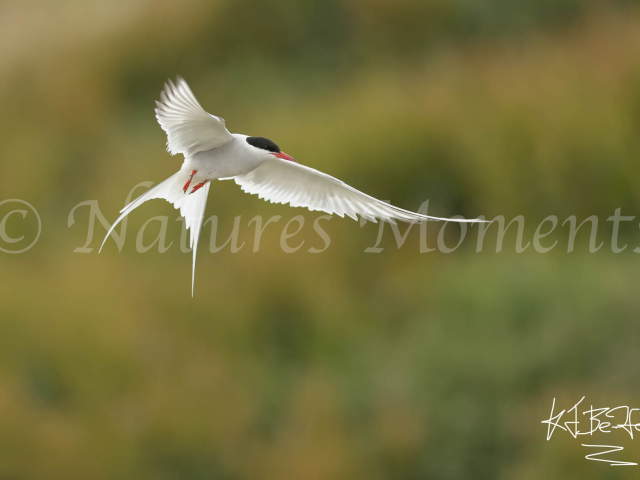 Arctic Tern Hovering