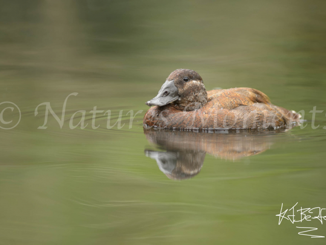 White-headed Duck - Reflection