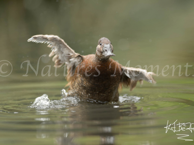 White-headed Duck - Take off